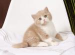 Fluff - British Shorthair Cat For Sale - Hollywood&comma; FL&comma; US