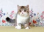Xahariy - Exotic Cat For Sale - Norwalk&comma; CT&comma; US