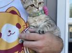 Princess - Scottish Fold Cat For Sale - Tukwila&comma; WA&comma; US