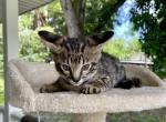 Diesel F3 - Savannah Cat For Sale - Bradenton&comma; FL&comma; US