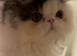 New litter - Persian Cat For Sale - Clewiston&comma; FL&comma; US
