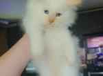 Ragdoll Flame Point - Ragdoll Cat For Sale - Eau Claire&comma; WI&comma; US