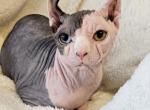 Stud service  DBE Domenant Blue Eyes Odd Eyes - Sphynx Cat For Sale/Service - Lockport&comma; IL&comma; US