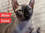Stud Service Available Black Male Yann TiCA Regist - Sphynx Cat For Sale - Lockport&comma; IL&comma; US