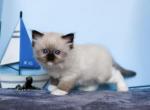 Tesla - Ragdoll Cat For Sale - Miami&comma; FL&comma; US