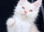 Bugatti - Maine Coon Cat For Sale - Hollywood&comma; FL&comma; US