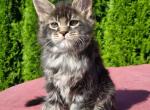 Neron Polydactyl - Maine Coon Cat For Sale - Hollywood&comma; FL&comma; US