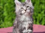 Nectar Polydactyl - Maine Coon Cat For Sale - Hollywood&comma; FL&comma; US