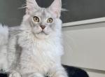 Polonez - Maine Coon Cat For Sale - Hollywood&comma; FL&comma; US