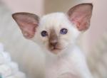 Glasha - Siamese Cat For Sale - Pembroke Pines&comma; FL&comma; US