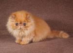 Sunny Boy - Persian Cat For Sale - Pembroke Pines&comma; FL&comma; US
