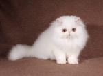 Don Juan - Persian Cat For Sale - Pembroke Pines&comma; FL&comma; US