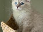 Siberian Kittens - Siberian Cat For Sale - Fort Lauderdale&comma; FL&comma; US