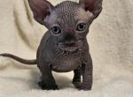 Black Boy Lucas TiCA Registered - Sphynx Cat For Sale - Lockport&comma; IL&comma; US