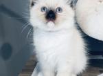 Elm - Ragdoll Cat For Sale - Saint Clair&comma; MI&comma; US
