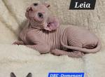 Elf Girl Leia TICA DBE Program - Sphynx Cat For Sale - Lockport&comma; IL&comma; US