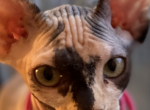 Kyoto - Sphynx Cat For Sale - Astoria&comma; NY&comma; US