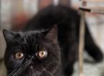 Celeste - Exotic Cat For Sale - Lexington&comma; KY&comma; US