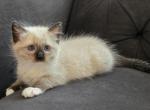 Ragdoll seal point mitted TICA - Ragdoll Cat For Sale - Southwick&comma; MA&comma; US