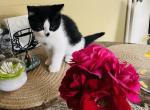 Milky Way - Scottish Straight Cat For Sale - WI&comma; US