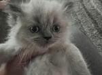 Petunia - Himalayan Cat For Sale - Dover&comma; NH&comma; US