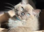 Milo - Ragdoll Cat For Sale - Laurel&comma; MD&comma; US