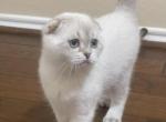 LEANNA - Scottish Fold Cat For Sale - Austin&comma; TX&comma; US