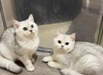 Female British Shorthair Kittens - British Shorthair Cat For Sale - Philadelphia&comma; PA&comma; US