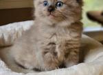 Seal mink - Ragdoll Cat For Sale - Farmville&comma; VA&comma; US