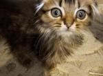 Lucky - Scottish Fold Cat For Sale - Philadelphia&comma; PA&comma; US