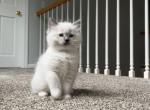 Mitted Ragdoll Male - Ragdoll Kitten For Sale - Westborough&comma; MA&comma; US