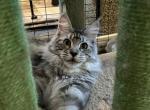Queen - Maine Coon Cat For Sale - Kansas City&comma; MO&comma; US