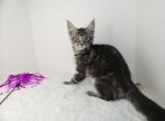 Batman  Silver Tabby Maine Coon Male - Maine Coon Cat For Sale - Union City&comma; MI&comma; US