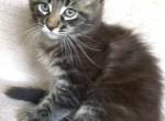 Caspian Brown Tabby Maine Coon - Maine Coon Cat For Sale - Union City&comma; MI&comma; US