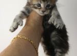 Atticus Ultra Polydactyl - Maine Coon Cat For Sale - Union City&comma; MI&comma; US