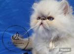 Chocolate lynx point boy - Persian Cat For Sale - Fayetteville&comma; NC&comma; US