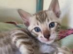 Sarge - Bengal Cat For Sale - Jersey City&comma; NJ&comma; US