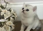 Snowflake - Scottish Straight Cat For Sale - Inman&comma; SC&comma; US