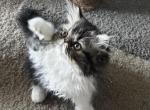 Chocolate tabby and white - Persian Cat For Sale - Plymouth&comma; MN&comma; US