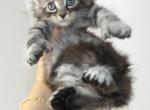 Alley Ultra Polydactyl - Maine Coon Cat For Sale - Union City&comma; MI&comma; US