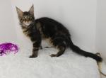 Alien Brown Tabby Female - Maine Coon Cat For Sale - Union City&comma; MI&comma; US