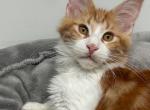 Nigel - Maine Coon Cat For Sale - Los Angeles&comma; CA&comma; US