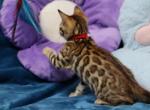 Reine - Bengal Cat For Sale - Boston&comma; MA&comma; US