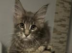 Casper - Maine Coon Cat For Sale - Hollywood&comma; FL&comma; US