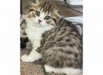 Winslet - Scottish Fold Cat For Sale - Angier&comma; NC&comma; US