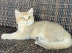 British Shorthaired kitten - British Shorthair Cat For Sale - Thornton&comma; CO&comma; US