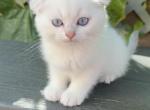 Scottish Fold blue eyed kitten - Scottish Fold Cat For Sale - Thornton&comma; CO&comma; US