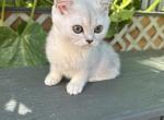 Scottish Straight female kitten - Scottish Straight Cat For Sale - Thornton&comma; CO&comma; US
