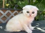 Scottish fold green eyed kitten - Scottish Fold Cat For Sale - Thornton&comma; CO&comma; US