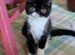 Frosty - Exotic Cat For Sale - Talco&comma; TX&comma; US